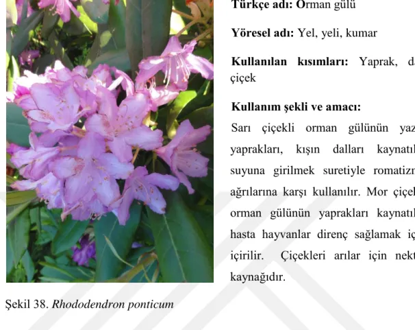 Şekil 38. Rhododendron ponticum 
