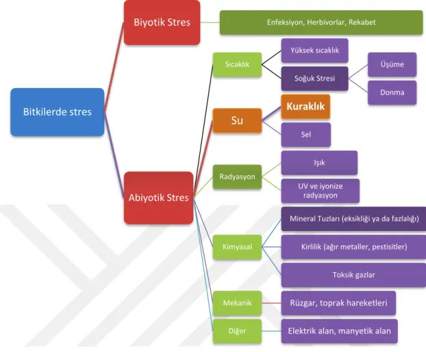 Şekil 1. Bitkilerde görülen başlıca stres çeşitleri