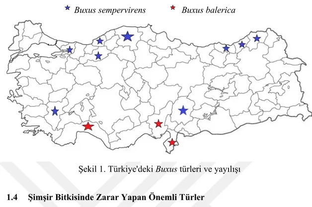 Şekil 1. Türkiye'deki Buxus türleri ve yayılışı 