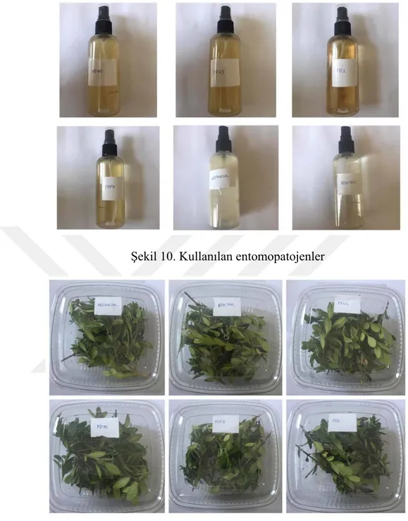 Şekil 10. Kullanılan entomopatojenler 