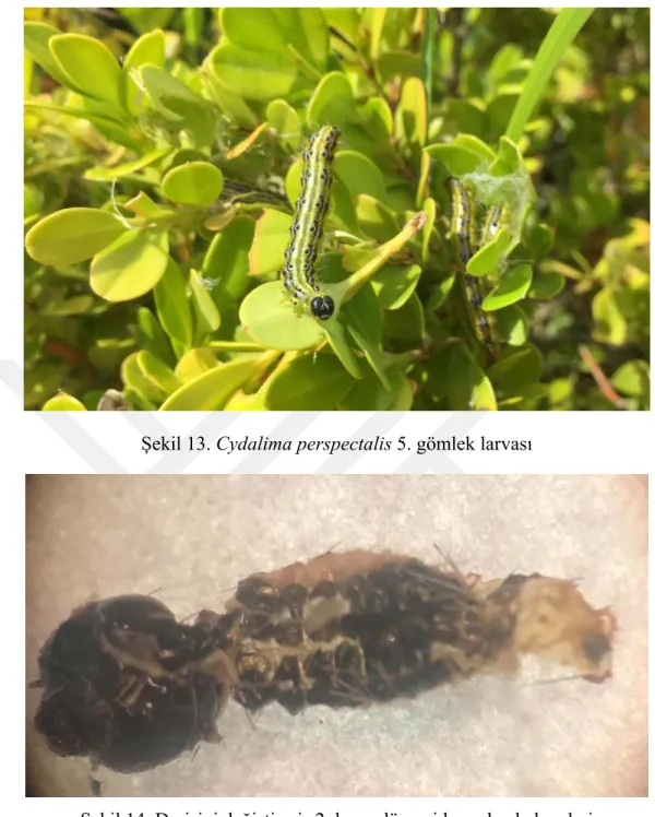 Şekil 13. Cydalima perspectalis 5. gömlek larvası 