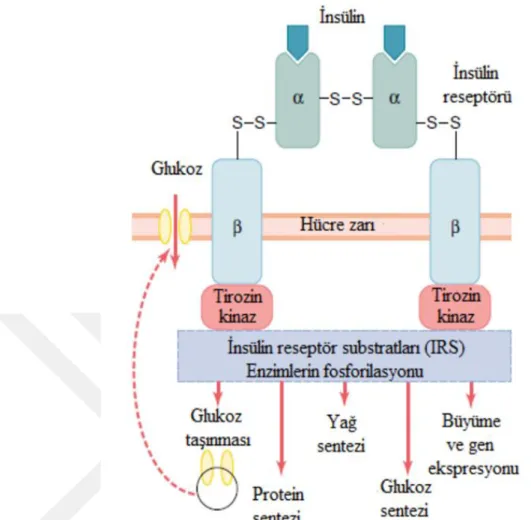 Şekil 3. İnsülin reseptörü (Guyton, 2006). 