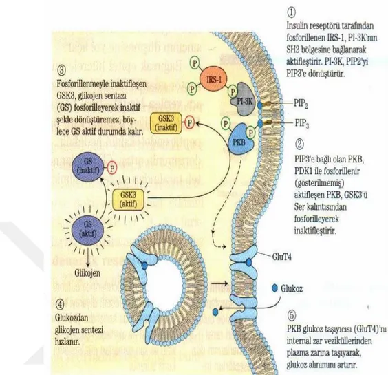 Şekil 4. Glikojen sentazın insülinle aktifleşmesi (Nelson ve Cox, 2005). 