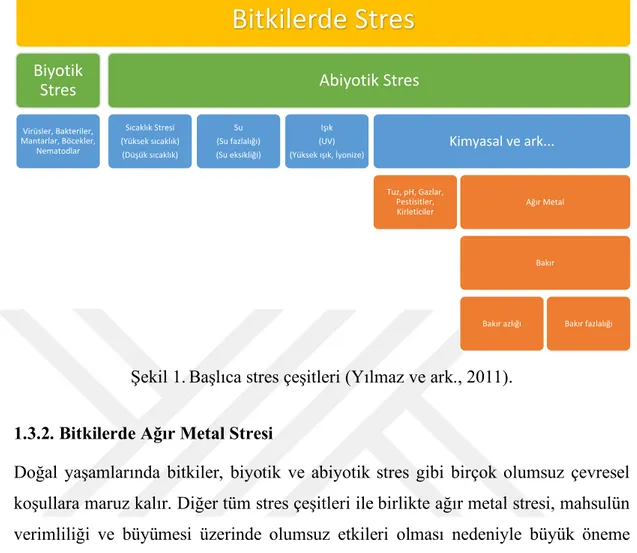 Şekil 1. Başlıca stres çeşitleri (Yılmaz ve ark., 2011). 