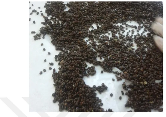 Şekil 3. Meyve etinden ayıklanan sumak tohumlarının filtre kağıdına serilmesi 