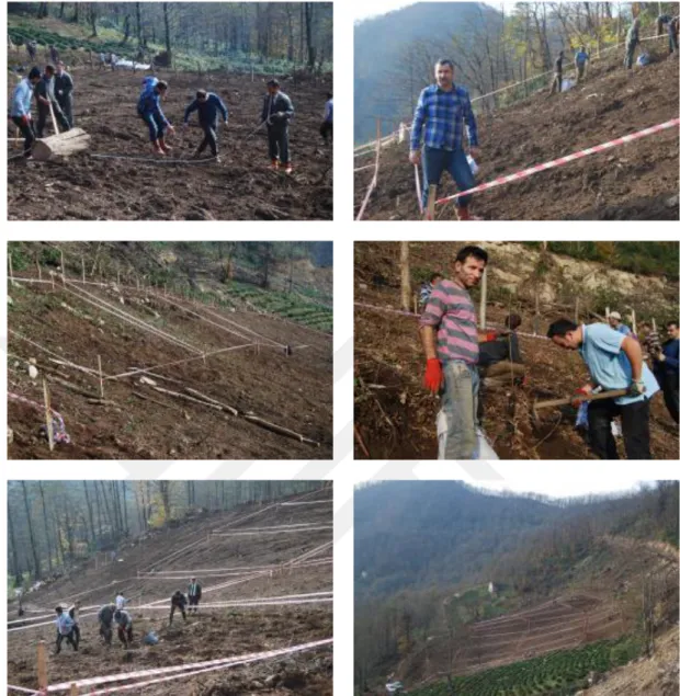 Şekil 5. Deneme alanlarının tesisi anında çekilmiş olan fotoğraflar 