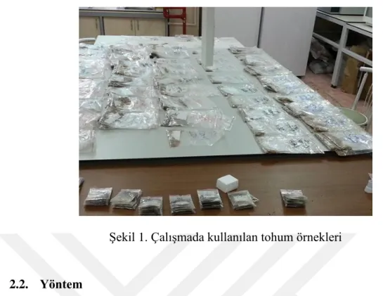 Şekil 1. Çalışmada kullanılan tohum örnekleri 