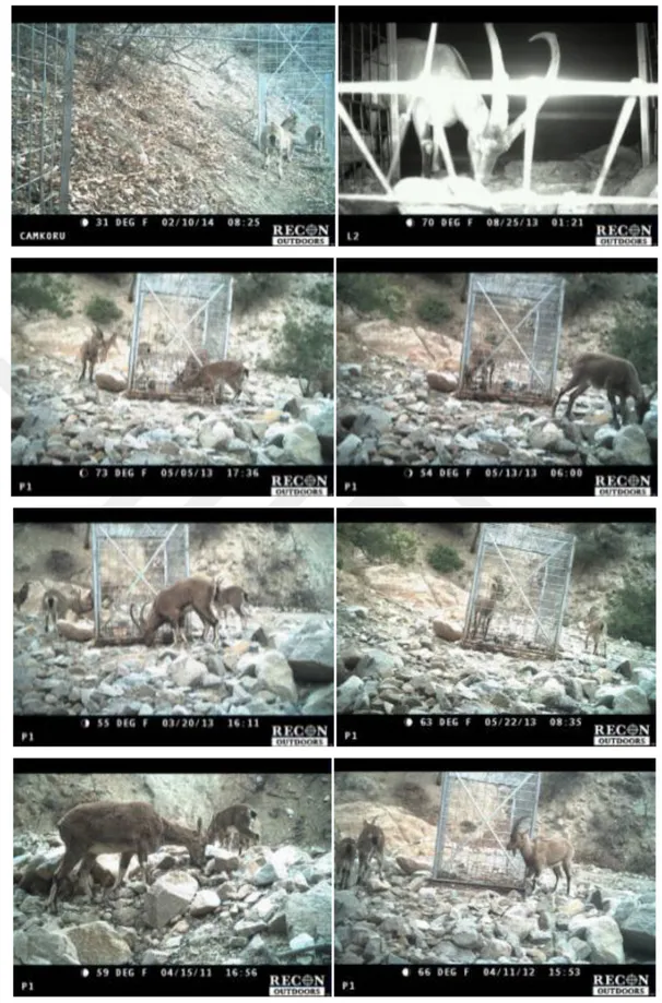Şekil 16. Verçenik Dağı YHGS - Yakalama Kafesi Noktalarından Bazı Görüntüler 