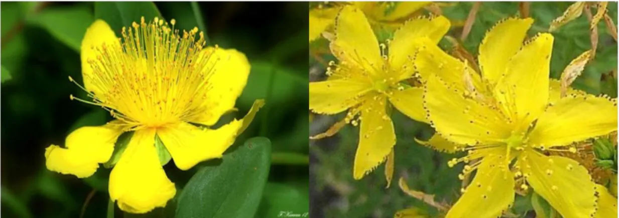 Şekil 2. Kantaron (Hypericum bupleuroides ve Hypericum montbretii) 