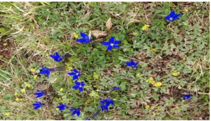 Şekil 4. Centiyane (Gentiana pyrenaica L.) 