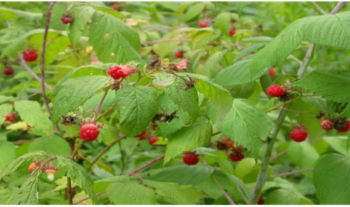 Şekil 5. Ahududu (Rubus ideus) 