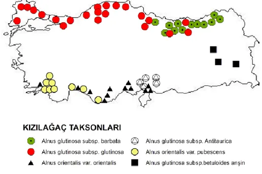 Şekil 1. Kızılağaç Türünün Türkiye’de Ki Yayılışı 