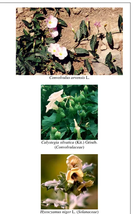 Şekil 30. Solanaceae ve Convolvulaceae familyalarına ilişkin bazı taksonlar 
