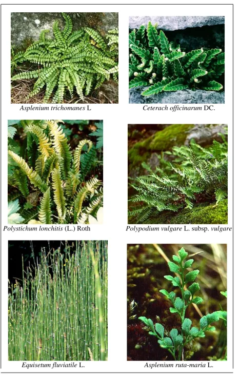 Şekil 14. Pteridophyta bölümüne ilişkin bazı taksonlar 