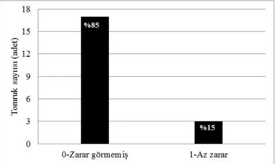 Şekil  15.Kızılağaç  tomruklarında  tespit  edilen  zarar  derecesinin  sayısal  ve  oransal  dağılımı 