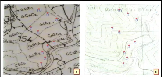 ġekil  7.  Veliköy  Tohum  MeĢceresinde  Tohum  Toplanan  Ağaçların  MeĢcere  (a)  ve  Memleket (b) Haritalarındaki Yerleri 