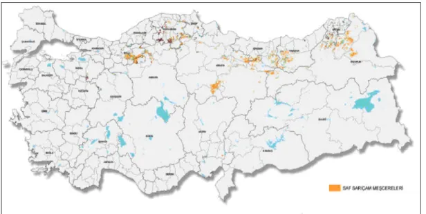 Şekil 1. Sarıçam’ın Türkiye’deki yayılışı [1]. 