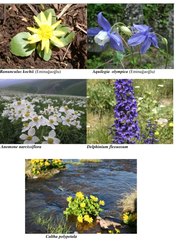 Şekil 7. Ranunculaceae familyasına ilişkin bazı taksonlar 