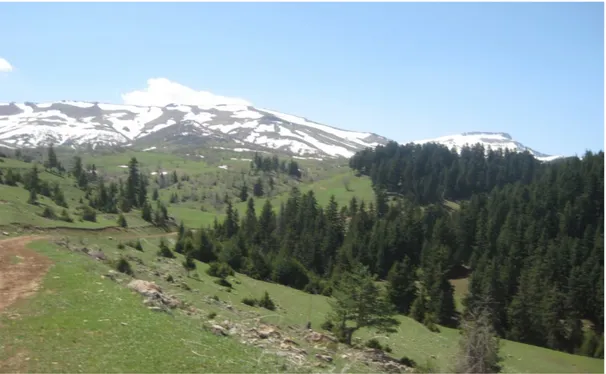 Şekil 5. Çalışma alanı orman ve alpin vejetasyonundan bir görünüş    (Foto: Fuat BİLGİN Mayıs -2009) 