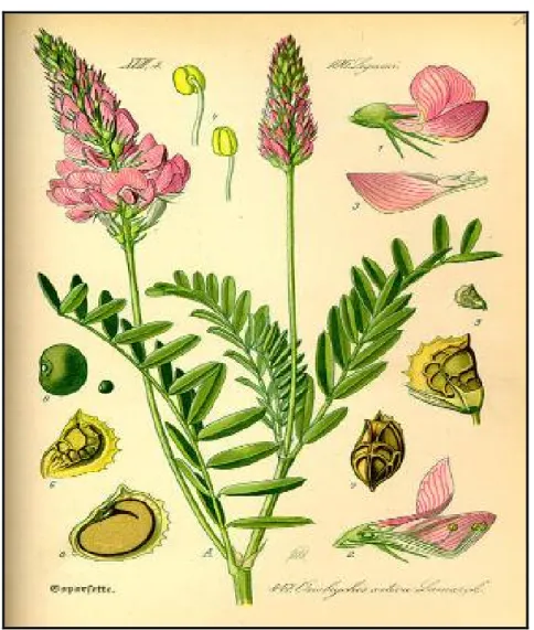 Şekil 1. Adi Korunga (Onobrychis sativa Scop.) bitkisinin genel görünümü (Anonim,  2009b)