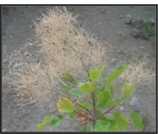 ġekil 4. Cotinus coggyria 