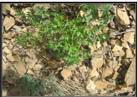 ġekil 7. Pimpinella sp. 