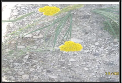 ġekil 8. Achillea sp. 
