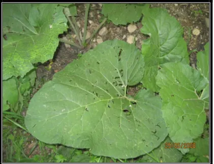 ġekil 10. Arctium tomentosum L. 