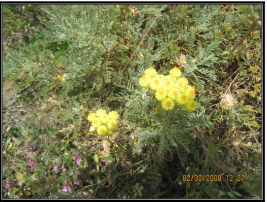 ġekil 12. Helichrysum arenarium L. 
