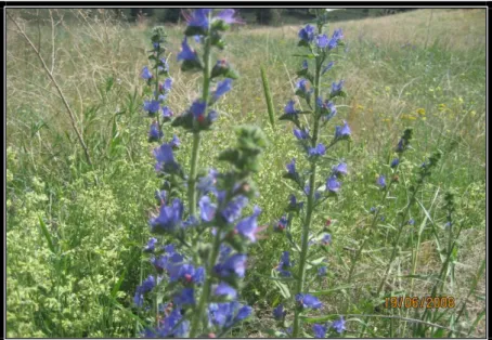 ġekil 17. Echium L.  Yöresel Adı: Engerek  Kullanılan Kısımları: 