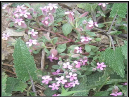 ġekil 18. Saponaria L. 