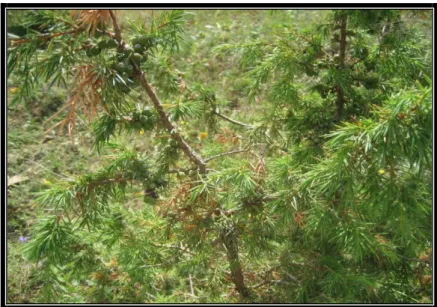 ġekil 19. J. oxycedrus L. subsp. oxycedrus  Yöresel Adı: Diken ardıcı, Sürünücü ardıç  Kullanılan Kısımları: Dallar, Yaprak, Meyve 