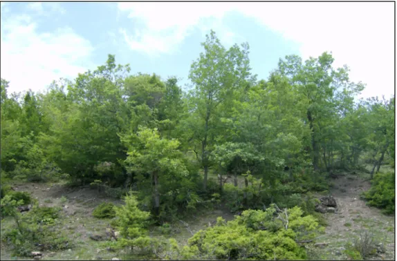 Şekil 6. Araştırma sahası I. yükselti kademesi bozuk (Quercus petraea (Mattuschka)  Liebl., Carpinus orientalis Mill.) orman alanlarından bir görünüm