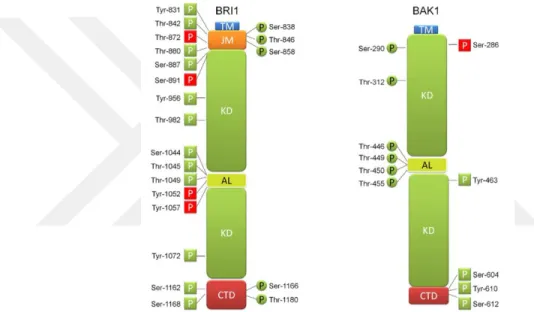 Şekil 2. 3. BRI1 ve BAK1 proteinlerinin moleküler yapısı [39] 