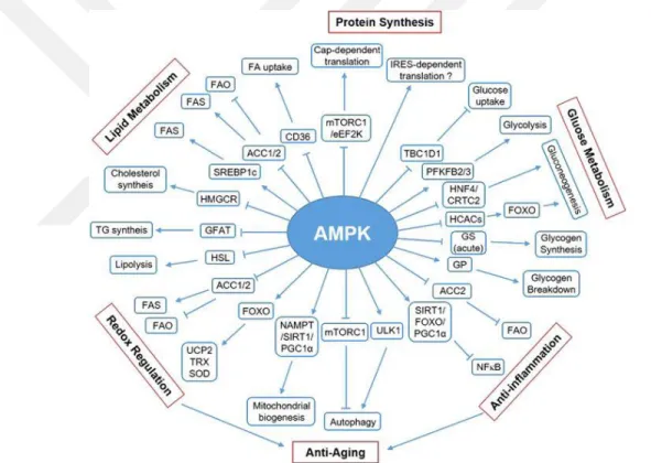 Şekil 2. 7. Adennozin 5’monofosfat-aktive edilmemiş protein kinazın etki ettiği yolaklar [54]