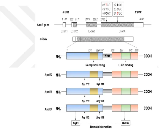 Şekil 2. 7 Apolipoprotein E’ nin alt izoformları (Wu and Zhao 2016). 