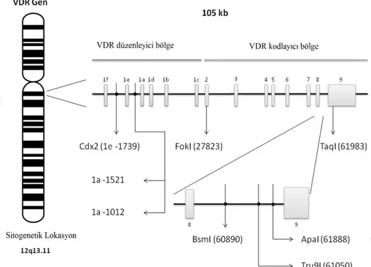 Şekil 2. 2. Vitamin D reseptör (VDR) gen polimorfizmlerinin yeri ve yapısı. 