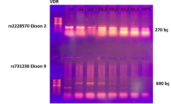 Şekil 4. 1. (a) Normal sağlıklı kontrolden (K1) alınan DNA örneğinde, gradient PZR  sonucunda Vitamin D reseptörü (VDR) rs2228570 nolu polimorfizminin ekson 2’de  C/T değişimi için gösterildi