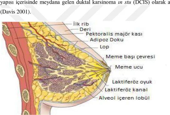 Şekil 1. 2. Meme histolojisi (Davis 2001)    1.1.2.Meme Kanseri Epidiyomolojisi 