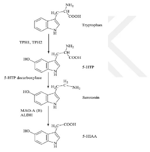 Şekil 1.5. Serotonin biyosentezi (Sarrouilhe ve ark. 2015) 