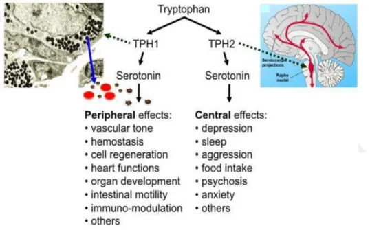 Şekil 1. 6. Serotoninin periferik ve santral sistemdeki etkisi (Herr ve ark. 2017)  1.2.3