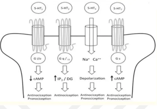 Şekil  1.7.  5-HT 1 ,  5-HT 2 ,  5-HT 3   ve  5-HT 7   reseptörlerin  membran  lokalizazyonu 