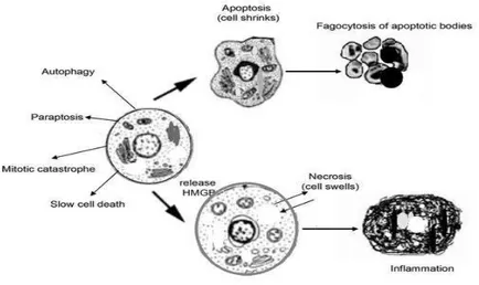 Şekil 1.8. Hücrede gerçekleşen apoptoz ve nekrozun gösterimi (Burz ve ark. 2009)  1.3.1