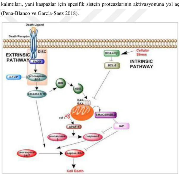 Şekil 1.9. İntrinsik ve ekstinsik apoptotik yolak (Zaman ve ark. 2014) 