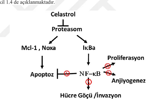 Şekil 1.4.  Celastrol’un androjene bağımsız prostate kanseri üzerine olan etkisi.   Celastrol proteazome fonksiyonunu engeller, apoptozu tetikleyen Mcl-1 hareketi ve  Noxa  indüksiyonu  ile  apoptozu  tetiklemektedir