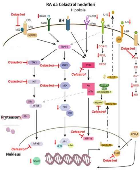 Şekil 1.5.  Celastrolün romatoid artrit tedavisindeki sinyal iletimi ilişkileri. 