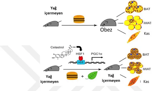 Şekil  1.6.  HSF1  yağ  dokusu  ve  kasta  PGC1  bağımlı  metabolik  programın  aktivasyon yoluyla enerji harcamasını düzenlemesi