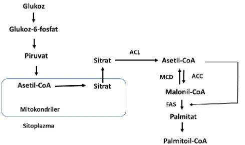 Şekil 1.7. Yağ asit sentaz yolağı. ACC: Asetil-COA karboksilaz; ACL: ATP sitrat  liyaz; FAS: Yağ asidi sentaz; MCD: malonil-COA dekarboksilaz (Lopez v.d