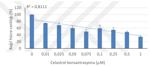 Şekil 3. 2. Celastrol’ün HeLa hücre hatlarında hücre canlılığına etkisinin MTT testi  ile belirlenmesi