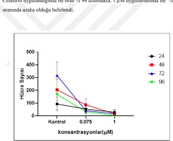 Şekil 3.2.  Celastrol’ün HeLa Servikal kanser hücre hattında sitotoksik veya  sitostatik etkiye aracılık eder
